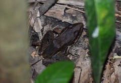 Leptodactylus bolivianus