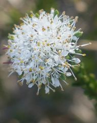 Agathosma gonaquensis
