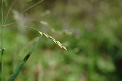 Poa trivialis sylvicola