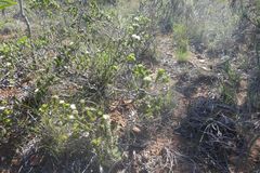 Agathosma gonaquensis