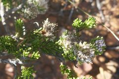 Agathosma gonaquensis