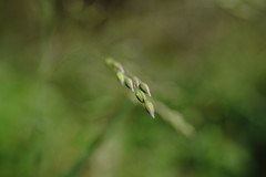 Poa trivialis sylvicola