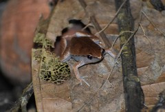 Hamptophryne boliviana