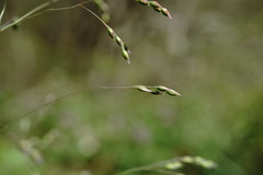 Poa trivialis sylvicola