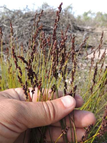 Image of Elegia nuda by (c) Jacques van der Merwe, some rights reserved (CC BY-SA)