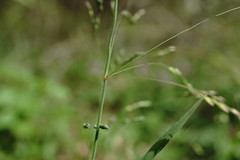 Poa trivialis sylvicola