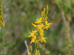 Genista tridens