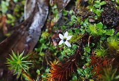 Lobelia pedunculata