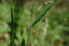 Poa trivialis sylvicola