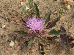 Asteraceae