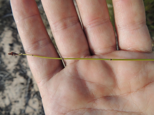 Image of Elegia nuda by (c) Jacques van der Merwe, some rights reserved (CC BY-SA)
