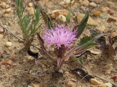 Asteraceae
