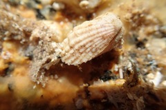 Cardita caliculaeformis image