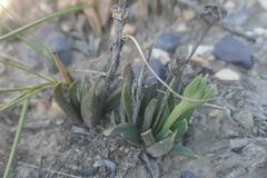 Bergeranthus multiceps