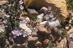 Chaenostoma floribundum
