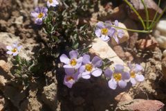 Chaenostoma floribundum