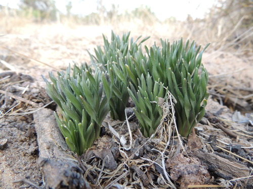 Gethyllis ciliaris