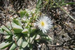 Corpuscularia lehmannii