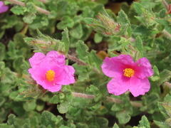 Cistus crispus
