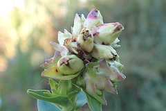 Penaea cneorum gigantea