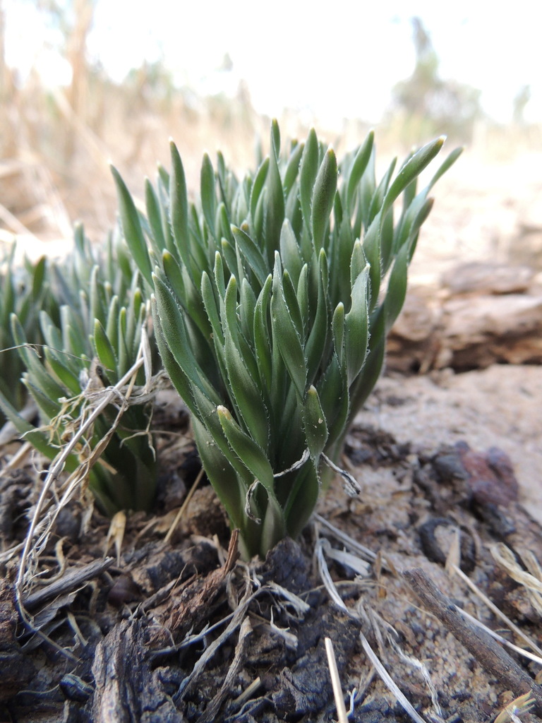 Gethyllis ciliaris, Cape Farms, Cape Town, South Africa