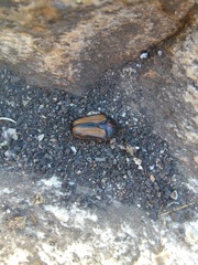 Trichostetha fuscorubra