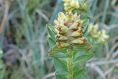 Penaea cneorum gigantea