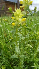 Rhinanthus alectorolophus