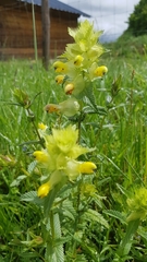 Rhinanthus alectorolophus