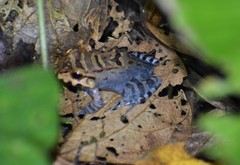 Leptodactylus knudseni