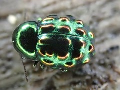 Notolioon gemmatus