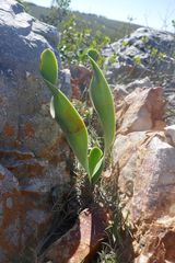 Cyrtanthus obliquus