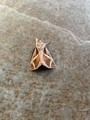 Calyptis iter
