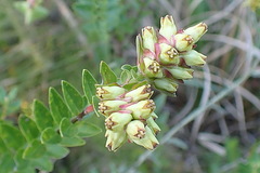 Penaea cneorum gigantea