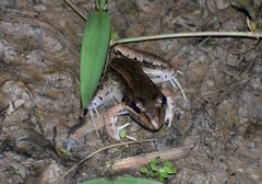 Leptodactylus bolivianus