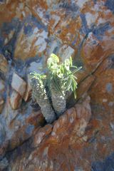 Euphorbia clava