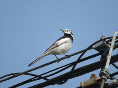 Motacilla alba lugens