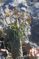 Euphorbia clava