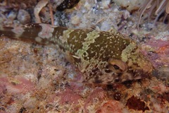 Chorisochismus dentex