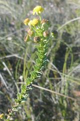Euryops algoensis