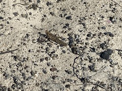 Schistocerca gregaria flaviventris