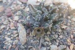 Huernia thuretii