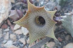 Huernia thuretii