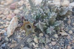Huernia thuretii