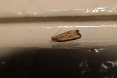 Helcystogramma fuscomarginatum