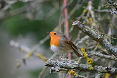 Erithacus rubecula rubecula
