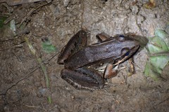 Leptodactylus bolivianus