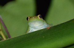 Sphaenorhynchus lacteus