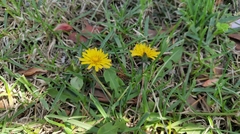 Taraxacum officinale