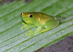 Sphaenorhynchus lacteus